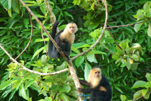 The huge forested finca abounds with wildlife uch as these white-faced monkeys. 